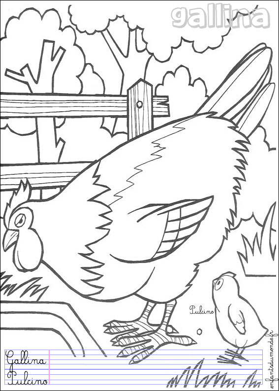 coloriage poule 3